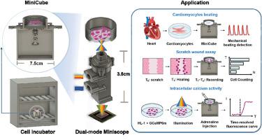 A dual-mode, image-enhanced, miniaturized microscopy system for incubator-compatible monitoring of live cells