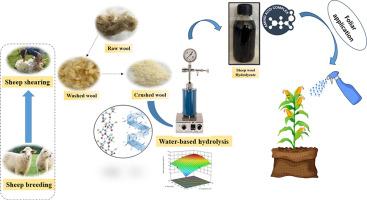 Optimization of keratin hydrolysis from sheep wool waste for enhanced crop performance: A sustainable approach in agriculture