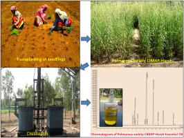 The aromatic crop rosagrass (Cymbopogon martinii (Roxb.) Wats. Var. motia Burk.) its high yielding genotypes, perfumery, and pharmacological potential: A review