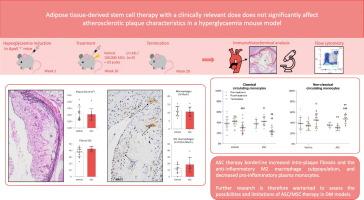 Application of adipose tissue-derived stem cell therapy with a clinically relevant dose does not significantly affect atherosclerotic plaque characteristics in a streptozotocin-induced hyperglycaemia mouse model