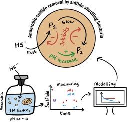Modelling anaerobic sulfide removal by sulfide shuttling bacteria