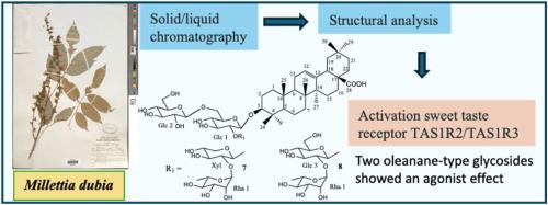 Millettia dubia De Wild. (Fabaceae): Structural analysis of the oleanane-type glycosides and stimulation of the sweet taste receptors TAS1R2/TAS1R3