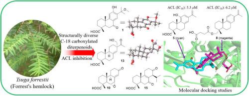 Phytochemical and biological studies on rare and endangered plants endemic to China. Part XXXVI. Tsugaforrestiacids A–O: Structurally diverse C-18 carboxylated diterpenoids from the twigs and needles of the ‘vulnerable’ conifer Tsuga forrestii and their inhibitory effects on ATP-citrate lyase