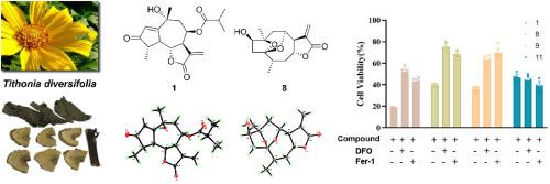 Sesquiterpene lactones from Tithonia diversifolia with ferroptosis-inducing activities