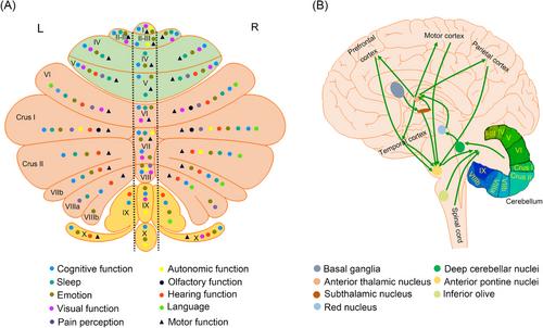 Cerebellum in Alzheimer's disease and other neurodegenerative diseases: an emerging research frontier