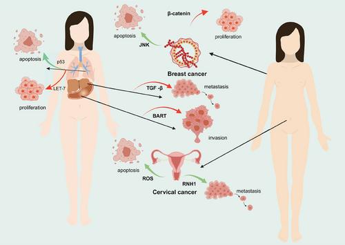 Liquid–liquid phase separation in diseases