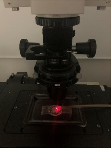 New experimental model to evaluate the effect of negative pressure wound therapy and viscosity exudates in foam dressings using confocal microscopy