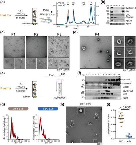 Optimized AF4 combined with density cushion ultracentrifugation enables profiling of high-purity human blood extracellular vesicles