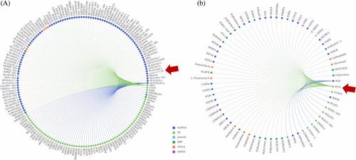 Upregulation of the long noncoding RNA GJA9-MYCBP and PVT1 is a potential diagnostic biomarker for acute lymphoblastic leukemia