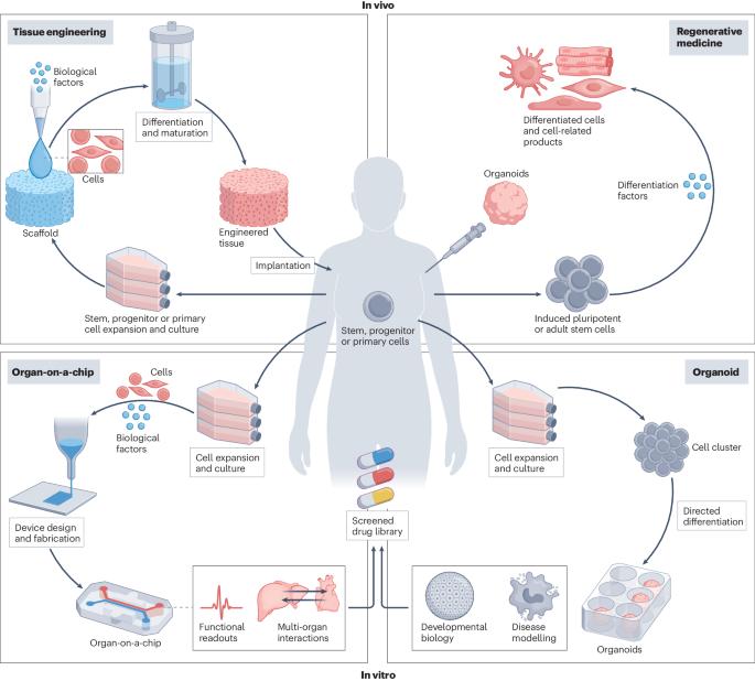Integrating organoids and organ-on-a-chip devices