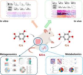 Gallic acid ameliorates synovial inflammation and fibrosis by regulating the intestinal flora and its metabolites