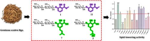 Benzoate glycosides from Gentiana scabra Bge. and their lipid-lowering activity