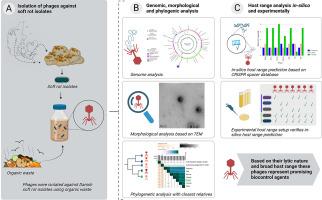 A novel genus of Pectobacterium bacteriophages display broad host range by targeting several species of Danish soft rot isolates