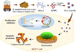 Preparation, characterization and cytotoxic activity of selenium nanoparticles stabilized with a heteropolysaccharide isolated from Sanghuangporus vaninii residue