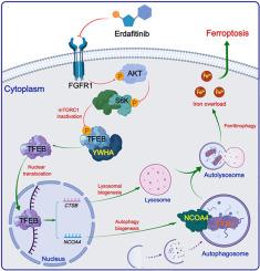 Erdafitinib promotes ferroptosis in human uveal melanoma by inducing ferritinophagy and lysosome biogenesis via modulating the FGFR1/mTORC1/TFEB signaling axis