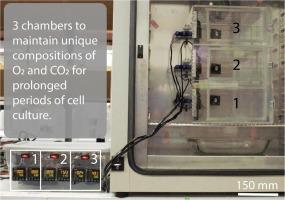 A three-zone hypoxia chamber capable of regulating unique oxygen and carbon dioxide partial pressures simultaneously