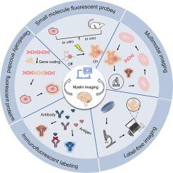 Advances in fluorescence imaging techniques for myelin