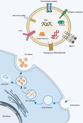 Exosome nanovesicles: biomarkers and new strategies for treatment of human diseases