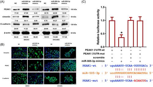 MicroRNA-505-3p mediates cell motility of epithelial ovarian cancer via suppressing PEAK1 expression