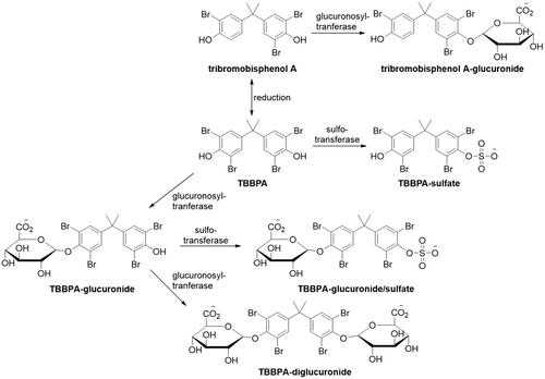 Update of the scientific opinion on tetrabromobisphenol A (TBBPA) and its derivatives in food