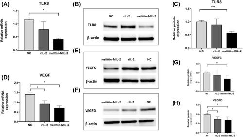 The Novel Fusion Protein Melittin-MIL-2 Exhibits Strong Antitumor Immune Effect in Lung Adenocarcinoma Cell A549