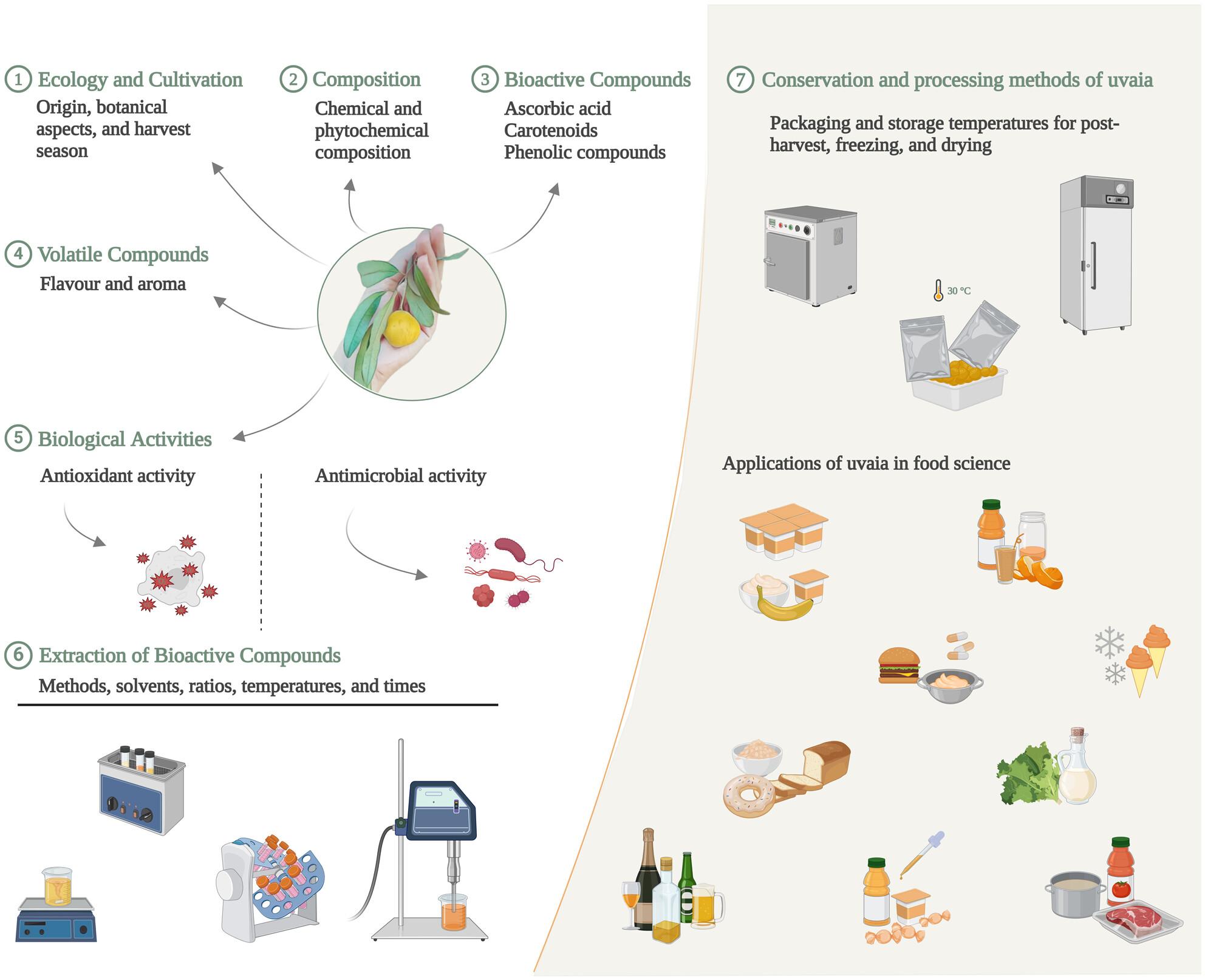 Unlocking the potential of uvaia (Eugenia pyriformis Cambess): exploring its rich chemical composition and varied biological activities for innovations in the food industry