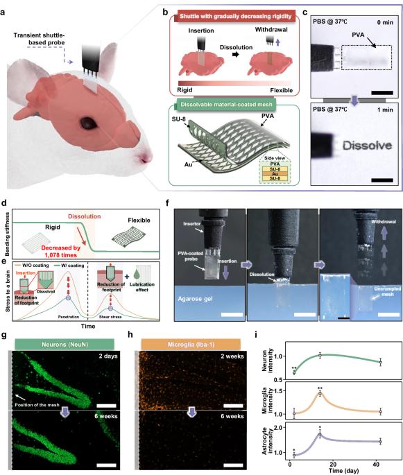 Transient shuttle for a widespread neural probe with minimal perturbation