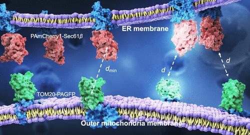 Organelle Proximity Analysis for Enhanced Quantification of Mitochondria–Endoplasmic Reticulum Interactions in Single Cells via Super-Resolution Microscopy