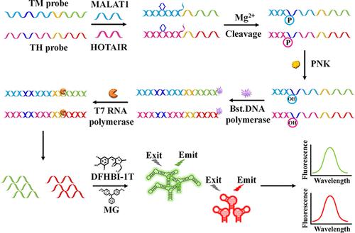 Development of a DNAzyme-Driven Fluorescent Light-Up Aptasensor for Label-Free Detection of Multiple lncRNAs