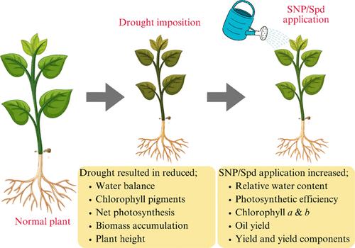 Supplemental Sodium Nitroprusside and Spermidine Regulate Water Balance and Chlorophyll Pigments to Improve Sunflower Yield under Terminal Drought