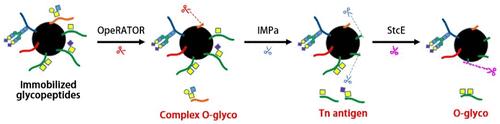 MOTAI: A Novel Method for the Study of O-GalNAcylation and Complex O-Glycosylation in Cancer