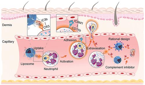 Reciprocal Interaction with Neutrophils Facilitates Cutaneous Accumulation of Liposomes