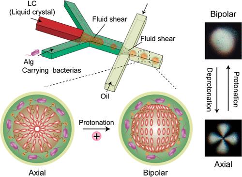 Real-Time pH Sensor in Bacterial Microenvironments Using Liquid Crystal Core–Shell Microspheres