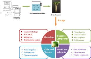 Preharvest CaCl2-HCl electrolyzed water treatment maintained the quality of broccoli sprouts during storage