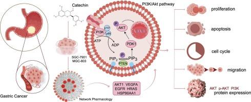 Effects of catechin on the malignant biological behavior of gastric cancer cells through the PI3K/Akt signaling pathway