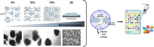 Enhanced hepatotoxicity assessment through encapsulated HepG2 spheroids in gelatin hydrogel matrices: Bridging the gap from 2D to 3D culture