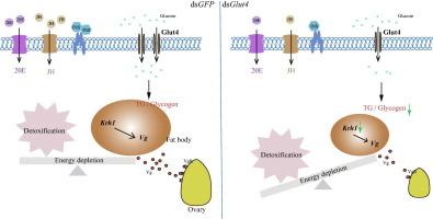 RNAi-mediated glucose transporter 4 (Glut4) silencing inhibits ovarian development and enhances deltamethrin-treated energy depletion in Locusta migratoria