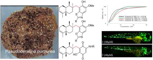 Anti-inflammatory and cytotoxicity nitrogenous merosesquiterpenoids from the sponge Pseudoceratina purpurea