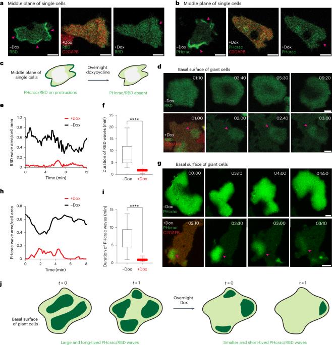 Ras suppression potentiates rear actomyosin contractility-driven cell polarization and migration