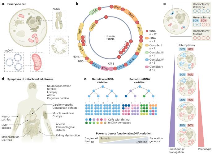 Mitochondrial genetics through the lens of single-cell multi-omics