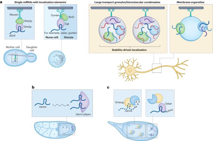 Mechanistic insights into the basis of widespread RNA localization