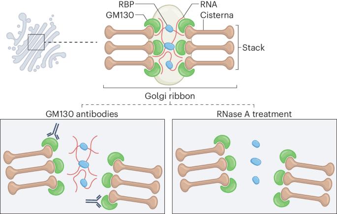 RNA glues it all