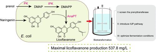 Coupling the Isopentenol Utilization Pathway and Prenyltransferase for the Biosynthesis of Licoflavanone in Recombinant Escherichia coli