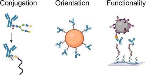 Oriented Antibody Coupling to an Antifouling Polymer Using Glycan Remodeling for Biosensing by Particle Motion