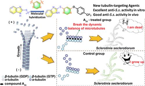 Expanding the Structural Diversity of Tubulin-Targeting Agents: Development of Highly Potent Benzimidazoles for Treating Fungal Diseases