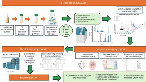 Screening of a Microbial Culture Collection: Empowering Selection of Starters for Enhanced Sensory Attributes of Pea-Protein-Based Beverages