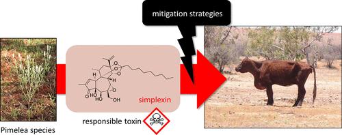 A Feeding Trial to Investigate Strategies to Mitigate the Impacts of Pimelea Poisoning in Australian Cattle