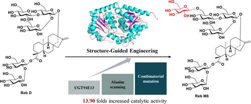 Highly Efficient Biosynthesis of Rebaudioside M8 through Structure-Guided Engineering of Glycosyltransferase UGT94E13