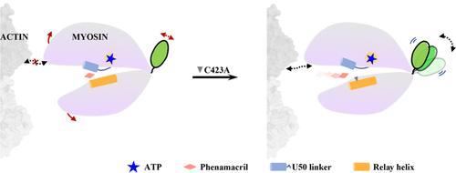Unveiling the Mechanism of Phenamacril Resistance in F. graminearum: Computational and Experimental Insights into the C423A Mutation in FgMyoI