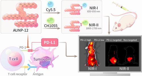 AUNP-12 Near-Infrared Fluorescence Probes across NIR-I to NIR-II Enable In Vivo Detection of PD-1/PD-L1 Axis in the Tumor Microenvironment